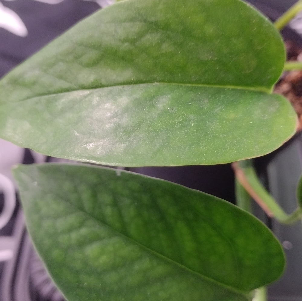 Jade Pothos